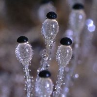 Invisible Worlds