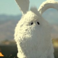 rabbit